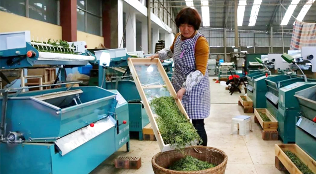 春茶貴如金，茶商如何在短時間內(nèi)海量備貨？